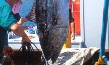 Fishermen will be allowed to land just one fish per licence in the first two weeks of the season.