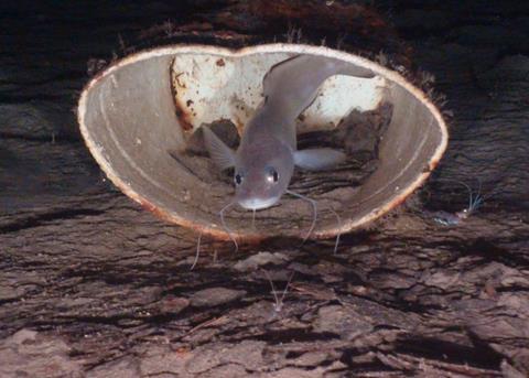 Deep sea species such as the Greater Forkbeard are more vulnerable to overexploitation Photo: Oceana