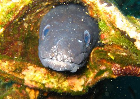 Seafish says that making conger eel a ‘deep sea’ species will have a negative effect on over 600 UK vessels whose catch partly comprises the species