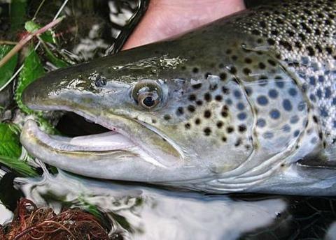 Wild sea trout fisheries in the Gulf of Finland have been banned