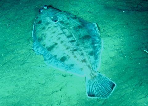 Witch flounder on the southern Grand Bank has now recovered sufficiently to be reopened. Credit: Steve W. Ross, UNC-W
