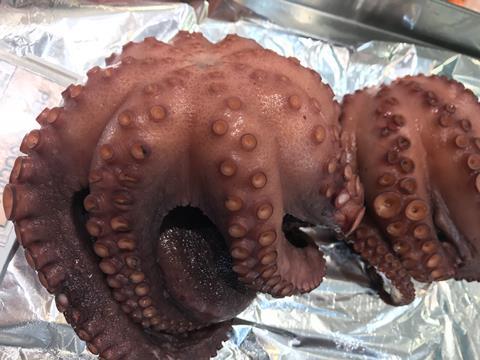 Octopus