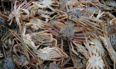 The quota level for Bering Sea snow crab is 54.28 million pounds.