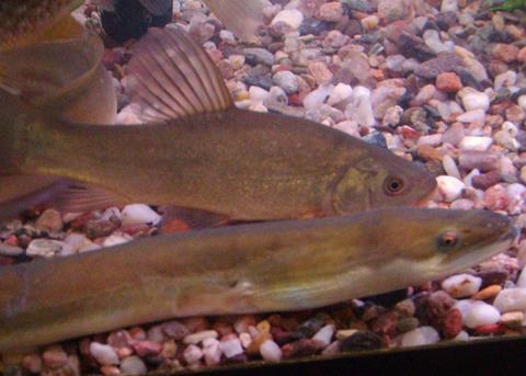 ICES has advised that the European eel stock remains critical