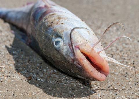 Catfish. Credit: Wilfredor (Own work)/CC-BY-SA-3.0, via Wikimedia Commons