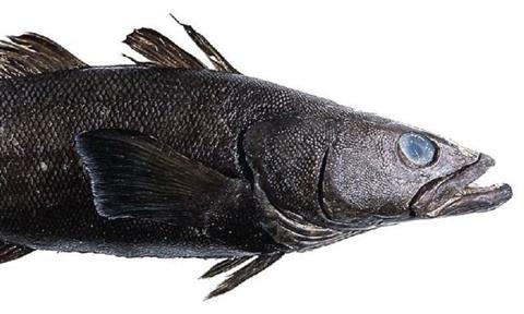 Moody Marine has been instructed to amend the final report of the Ross Sea toothfish MSC assessment.