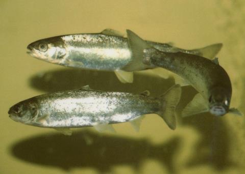 There are concerns about the negative impact on wild fish if GM salmon should escape