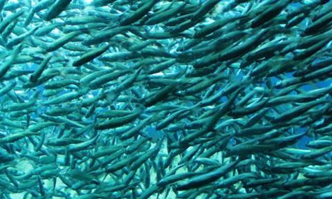 The CBD’s actions to address impacts to marine and coastal biodiversity have the potential to affect all commercial ocean users, including fishing and aquaculture operations.