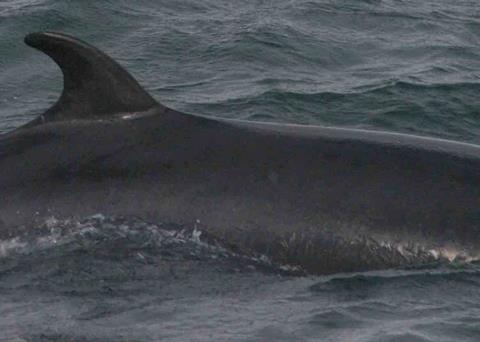 South Korea has abandoned its scientific whaling plans