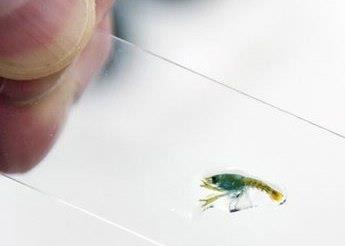 Lobster larvae are fastidious feeders – and cannibals. The biggest challenge facing researchers is to find the optimal first feed. Photo: Jan Ove Evjemo, SINTEF