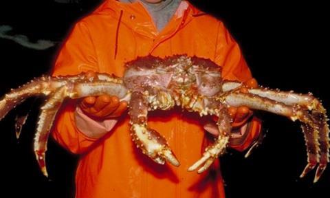 Crabco has secured a permit to land over 1,000 tonnes of king crab.