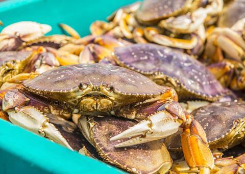 Dungeness crab