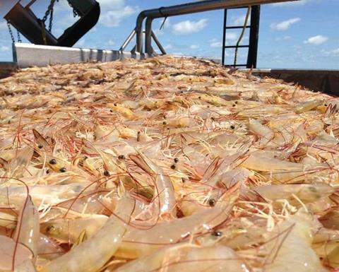 NPF sorting trays full of banana prawns