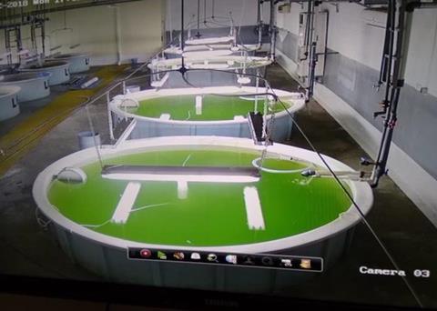 Aqua Bridge’s hatchery is now producing sea bream and sea bass on a commercial scale Photo: Aqua Bridge