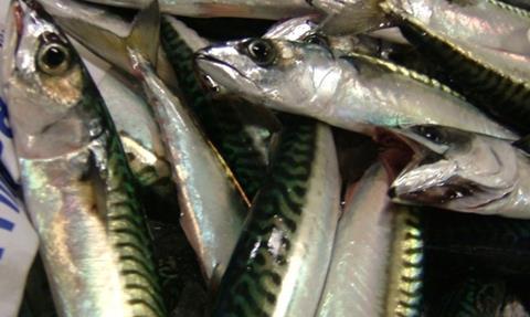 The EU and Norway offered Iceland 3.1% of the total European mackerel quota, which Reykjavik rejected.