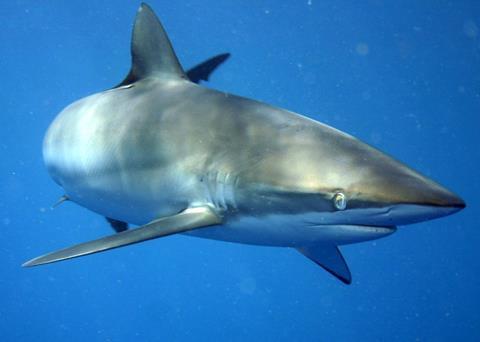 The silky shark is one of two heavily depleted pelagic sharks in the Western and Central Pacific. Credit: Alex Chernikh/CC BY-SA 3.0/via Wikimedia Commons
