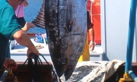 Western Atlantic bluefin numbers are up as much as 10% over 2008, according to ICCAT.