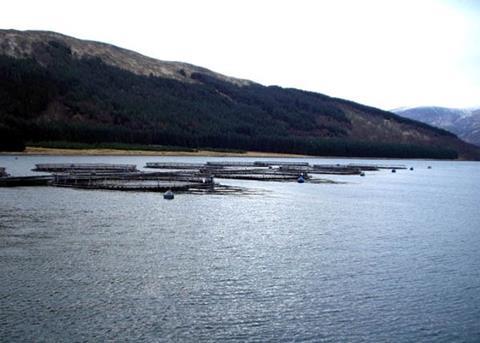 Congelados Pacifico produces around 10,000 tonnes of Atlantic salmon per year. Photo: Salmon Farm Protest Group/Marine Photobank
