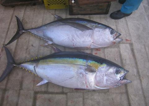 Bigeye tuna. Credit: NOAA