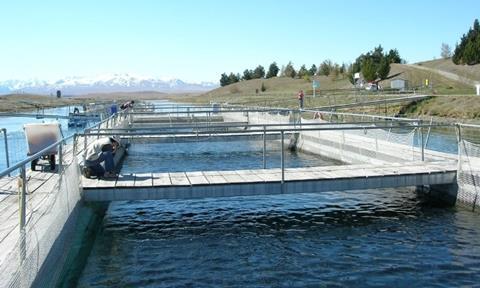 GAPI: Large scale salmon production creates large scale problems.