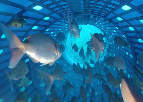 Snapper inside the Precision Seafood Harvesting technology