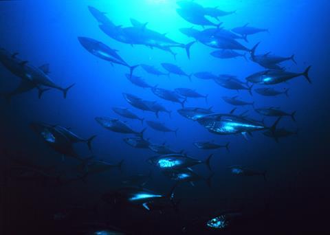 The PNA and ISSF have agreed to cooperate in support of domestic fisheries