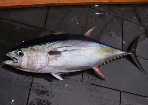 Yellowfin