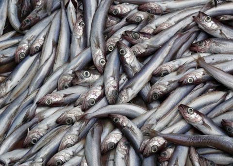 Icelandic fleet gearing up for mackerel