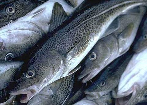 Icelandic cod