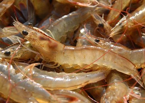 Quoc Viet was the first shrimp farm to apply for and receive ASC Shrimp Standard certification
