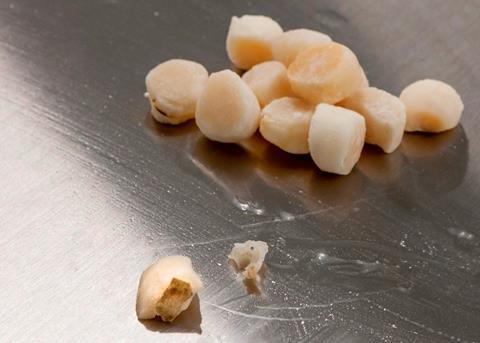 Frozen scallops account for about one third of Packopale’s production