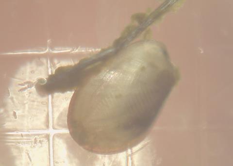 Mussel spat reared by the Scottish Shellfish Hatchery Stepping Stone project in Shetland is to be transferred to on-growing sites at sea