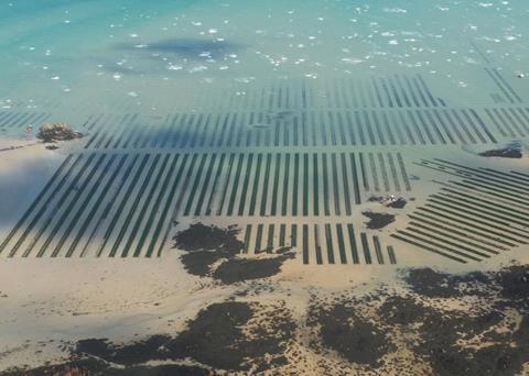 Jersey Sea Farms, Jersey Oyster Ltd and Seymour Oysters have all been certified to the Aquaculture Stewardship Council (ASC) Bivalves Standard