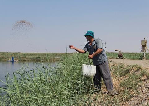 Fish feeding at large fish farm, Faiyum, Egypt. Credit: Samuel Stacey/WorldFish