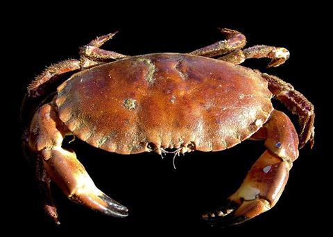 Brown crab. Credit: Hans Hillewaert, CC BY-SA 3.0