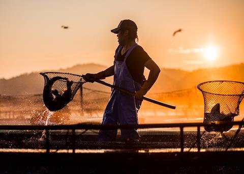 Marukin’s coho salmon farm has been given ASC certification Photo: Marukin Co.