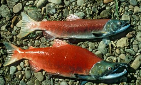Bristol Bay's sockeye salmon harvest was 28.6 million fish valued at $148.7 million.