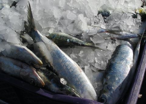 MSC suspends sardine fisheries