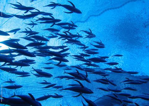 The ISSF has released its 2015 annual report