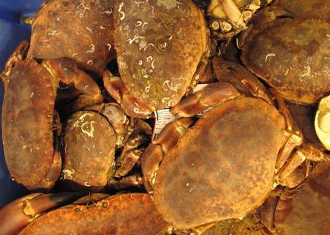 Crab