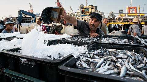 Fisher adding ice to sorted catch in the port of KeÌlibia, Tunisia