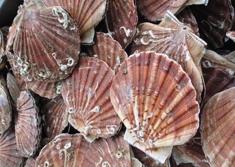 Rushan Hope Well Foods Co Ltd is the first processor to be recognised for oysters and scallops