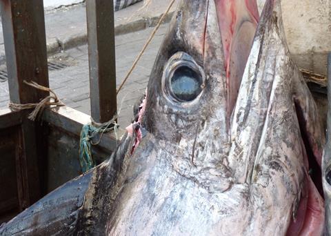 Mediterranean swordfish is presently fished without any catch limits by more than 12,000 authorised vessels, 90% of which are EU-flagged Photo: Oceana