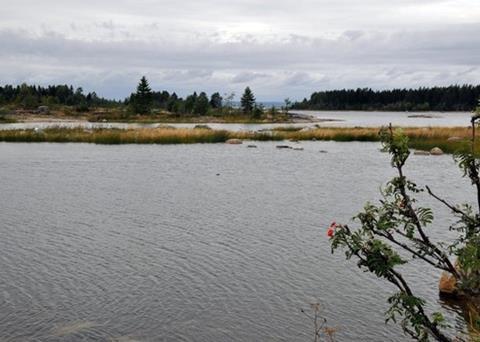 An increase in bacteria in the northern Baltic is leading to a reduction in fish numbers. Photo: Kristina Viklund, UMF