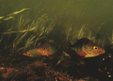 Researchers are working to develop a dipstick test to check for toxic algae