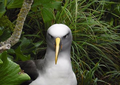 Southern Buller's Albatross ©Tamar Wells