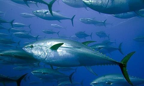 Greenpeace said that according to ICCAT documents, as much as 10,200 tonnes of bluefin tuna remain alive in cages in Mediterranean tuna farms.