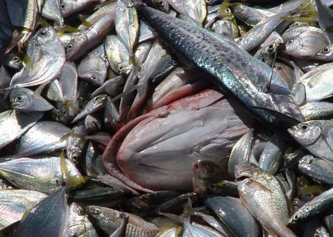 Operation Driftnet aims to tackle illegal fishing in the North Pacific