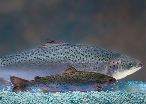 A salmon treated with AquAdvantage Salmon (background) compared to an Atlantic salmon of the same age (foreground) Photo: Barrett & McKay/AquaBounty Technologies