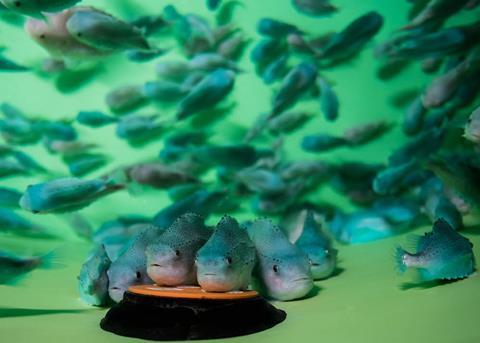 Lumpfish are sociable but need food, clean water and a place to rest to stop them turning into bullies Photo: Rama Bangera©Nofima